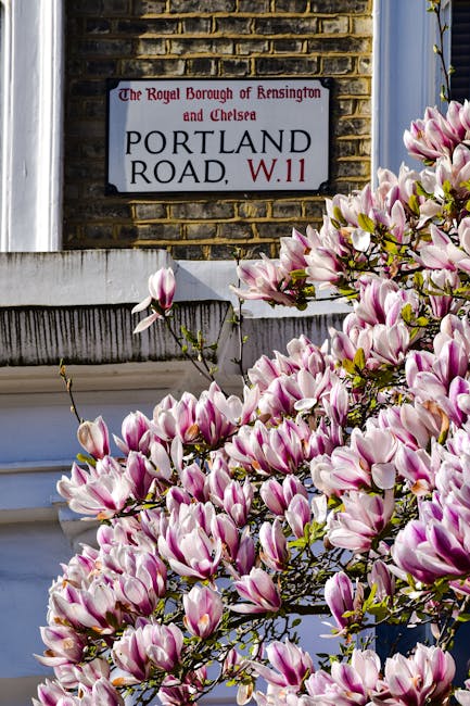 A close-up view of a large, vibrant magnolia tree with pink and white blossoms occupying the lower part of the image, partially obscuring a white residential building. Behind the flowers, a brick wall with a street sign mounted on it is visible. The sign reads 'The Royal Borough of Kensington and Chelsea, Portland Road, W.11,' indicating the location within Kensington. The background features a window with a partially open white frame, and the scene is illuminated by natural daylight. This image captures the exterior of a property in a residential area, illustrating elements relevant to house removals and moving logistics such as property identification, exterior environment, and ornamental landscaping, in association with the services provided by Removal Van Kensington.
