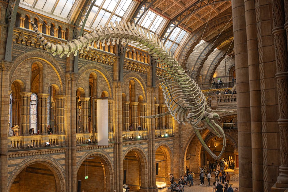 A large whale skeleton, supported by metal rods and cables, is suspended from the ceiling inside a grand historic building with ornate brick arches, tall stained glass windows, and intricate architectural details. The interior features multiple levels with balconies, decorative columns, and soft warm lighting highlighting the architectural elements. Visitors are seen walking around on the ground floor, observing the display. This setting is part of a museum with high vaulted ceilings and natural light filtering through the glass roof, creating an impressive backdrop for the skeleton. The scene depicts a professional removal and packing process, with Removal Van Kensington involved in the transportation of valuable exhibits during a home or institutional relocation.